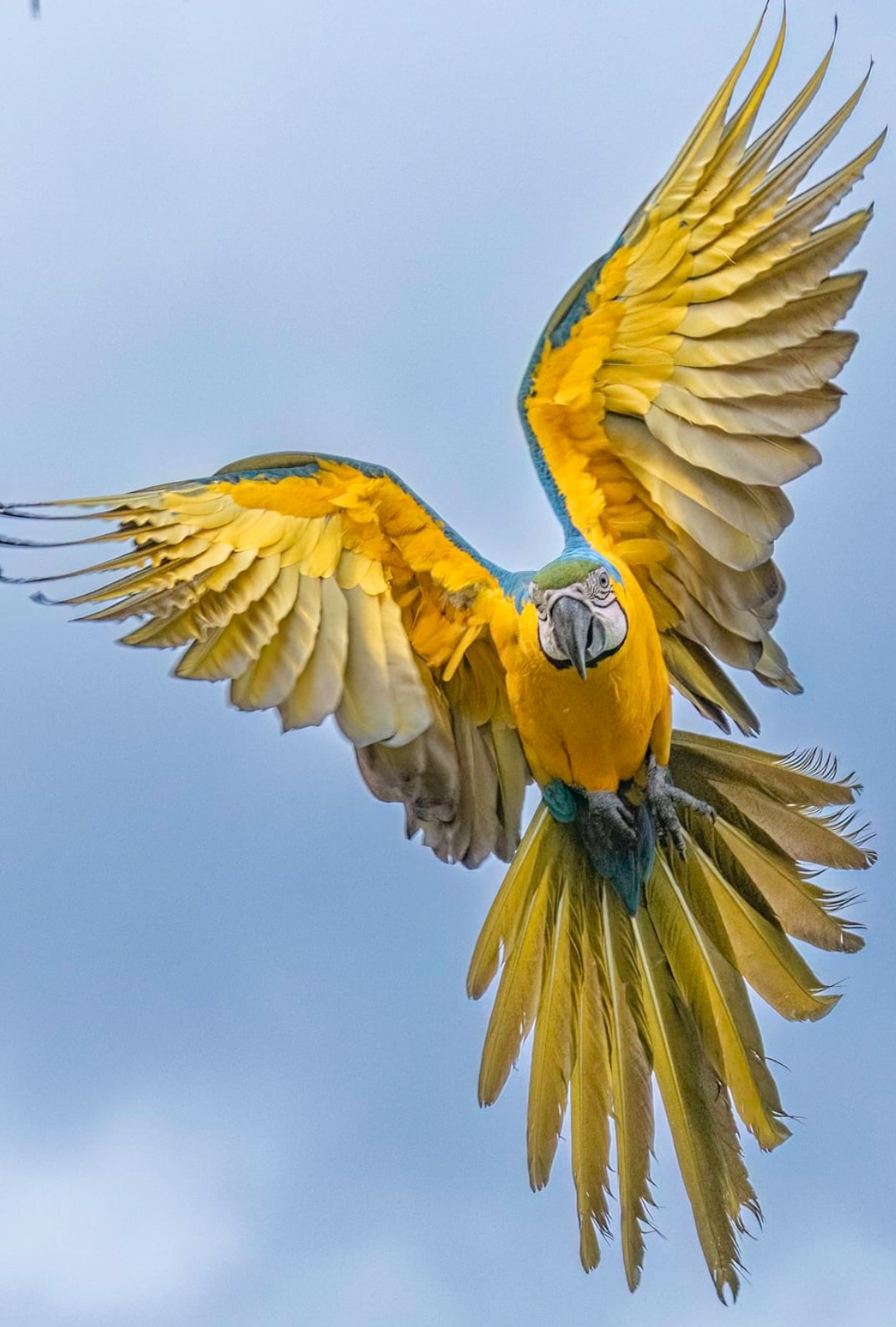 Gallant